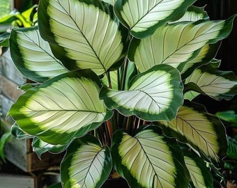 Full Moon Caladium 2 Bulbs Indoor Tropical Plants