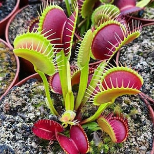 Puede incluir: Una planta Venus atrapamoscas con múltiples hojas articuladas de interior rojo intenso y bordes exteriores verde brillante. Cada hoja está bordeada por cilios rígidos y entrelazados, creciendo desde una base central en tierra oscura.