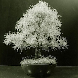 Pode incluir: Imagem a preto e branco de uma árvore bonsai. A árvore tem um tronco espesso e texturizado e uma copa arredondada de folhagem em forma de agulha. Está plantada num vaso escuro e arredondado. O fundo é preto liso.