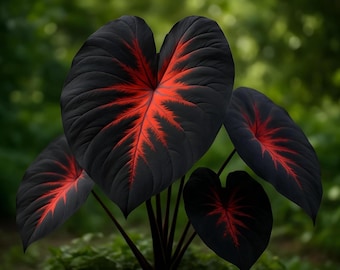 Black Stem Elephant Ear 1 Bulb Colocasia Tropical Giant Leaves