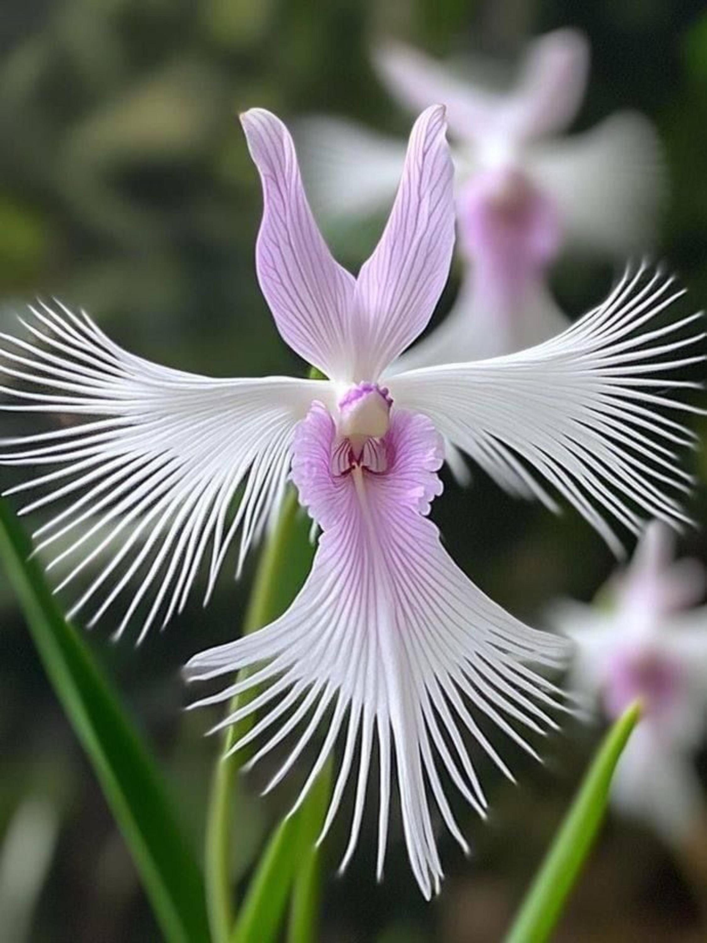 Weie taube orchidee - Etsy.de