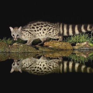 May include: A common genet with a slender body, spotted coat, and a long, ringed tail stands on a mossy, grassy bank. The animal is captured in profile, with its clear reflection visible in the dark, still water below against a black background.