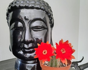 Beautiful flowering cactus