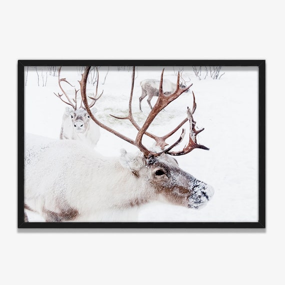 Fine Art Print Caribou Photography Framed Photo Nature | Etsy