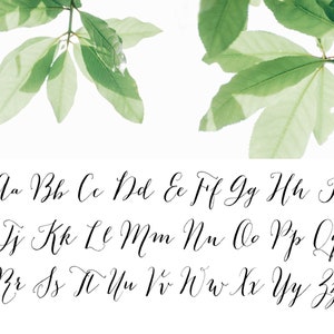 May include: A white background featuring a cursive alphabet in black ink. The letters are arranged in rows, with uppercase and lowercase letters. Green leaves are in the top corners.