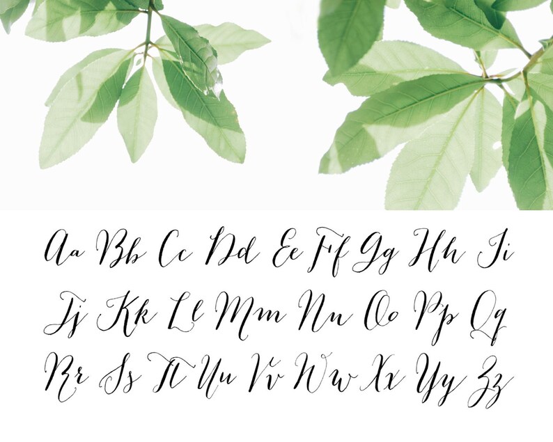 May include: A white background featuring a cursive alphabet in black ink. The letters are arranged in rows, with uppercase and lowercase letters. Green leaves are in the top corners.