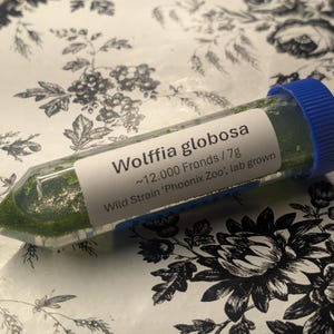May include: A clear plastic centrifuge tube with a blue screw cap containing green Wolffia globosa. A white label on the tube reads: Wolffia globosa, ~12.000 Fronds / 7g, Wild Strain 'Phoenix Zoo', lab grown. The tube is filled with green plant matter.