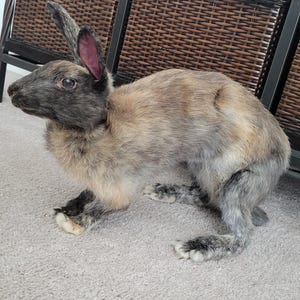 May include: A rabbit with a coat featuring a blend of dark gray, black, and light tan fur. The rabbit has long ears with dark interiors, a pointed snout, and a slender body. Its fur displays a mottled pattern across the back and sides.