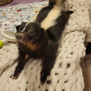 May include: A taxidermy skunk with black and white fur, featuring a prominent white stripe running from its head down its back to its bushy tail. The skunk is positioned in a standing posture with its front paws extended forward on a white blanket.