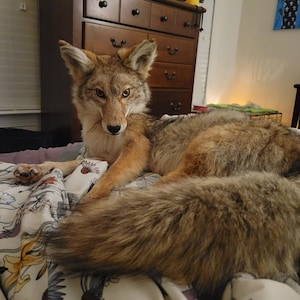 May include: A taxidermy coyote with thick, multi-toned brown and gray fur, pointed ears, and amber eyes. The animal is posed in a resting position with its long, bushy tail extended forward, resting on a white fabric surface featuring a floral pattern.