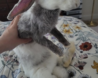 Domestic Harlequin Rabbit Fully Poseable Soft Mount Taxidermy