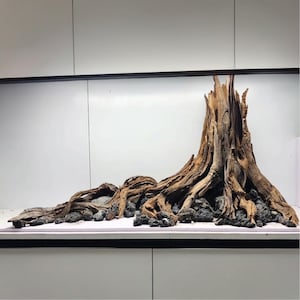 Può includere: Un grande pezzo di legno galleggiante stagionato con un ceppo centrale prominente e radici nodose che si estendono orizzontalmente. Il legno è marrone chiaro con solchi profondi e strutturati, intervallato da rocce vulcaniche scure e porose.