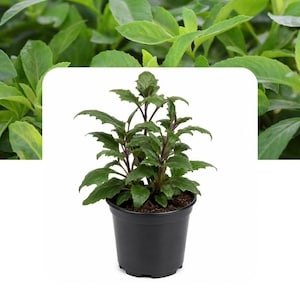 May include: A small, vibrant green plant with serrated leaves and dark purple stems, potted in a simple black plastic container. The plant features multiple upright stalks with dense foliage, set against a blurred background of green leaves.