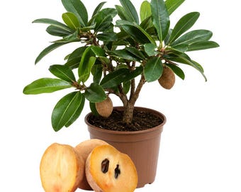 Sapodilla Live Plant 12 Inch Tall, Tropical Fruit Plant in 4 Inch Pot