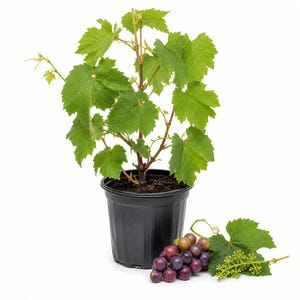 May include: A young grapevine plant with vibrant green, serrated leaves growing in a black plastic nursery pot. Beside the pot lies a small cluster of dark purple grapes attached to a vine stem, accompanied by a single green leaf and a small flower bud.