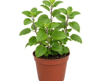 Set of 3 Holy Basil Live Plants, 5 Inch Tall Herb Plants, Easy Kitchen Garden Herb Gift