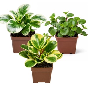 May include: Three small potted plants with vibrant green and white variegated leaves. The plants are in square brown plastic pots, set against a white background. The leaves have a waxy texture, and the plants appear healthy and well-cared for.