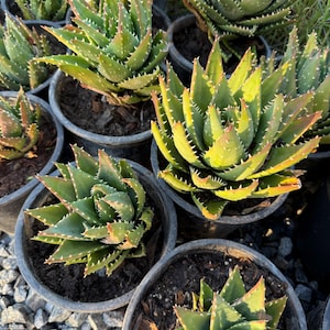 Peut inclure: Gros plan de plusieurs plantes d'aloe vera en pot. Les plantes ont des feuilles épaisses, vertes et épineuses avec des bords rougeâtres et des taches blanches. Les pots sont gris foncé et remplis de terre.