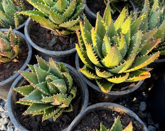 Lush healthy Aloe Nobilis 6in tall 5 inch wide 1 gallon pot