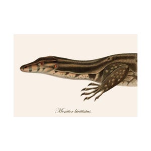 Póster de varano / Ilustración antigua de historia natural / Arte mural de varano acuático / Lámina de reptil estilo botánico / Decoración de vida silvestre