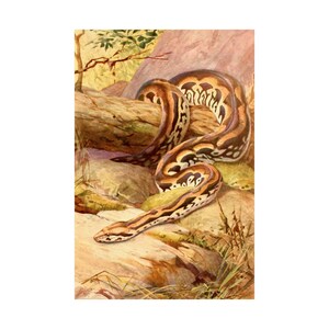Madagascar Boa Poster | Ground Boa Wall Art | Malagasy Snake Illustration | Antique Reptile Print | Python Boa Decor