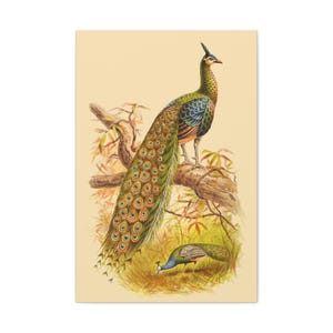 Peacock Canvas | Vintage-Style Bird Illustration Print | Botanical Nature Wall Art | Antique Bird Art Print | Cottagecore Gift