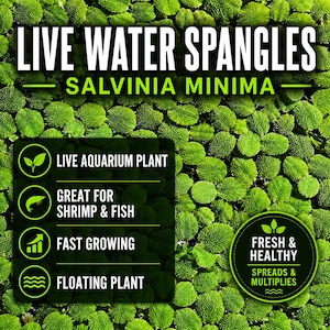 Op de afbeelding: Een dichte cluster van felgroene Salvinia minima drijvende waterplanten. De tekst op de afbeelding luidt: LIVE WATER SPANGLES, SALVINIA MINIMA, LIVE AQUARIUM PLANT, GREAT FOR SHRIMP & FISH, FAST GROWING, FLOATING PLANT, FRESH & HEALTHY, SPREADS & MULTIPLIES.