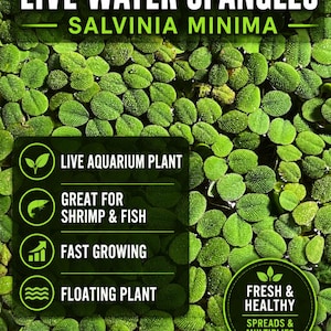 Op de afbeelding: Een dichte cluster van felgroene Salvinia minima drijvende waterplanten met getextureerde, ronde bladeren. De tekstoverlays luiden: LIVE WATER SPANGLES, SALVINIA MINIMA, LIVE AQUARIUM PLANT, GREAT FOR SHRIMP & FISH, FAST GROWING, FLOATING PLANT, FRESH & HEALTHY.