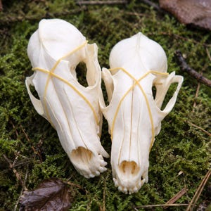 May include: Two white animal skulls with yellow rubber bands wrapped around them. The skulls are positioned side-by-side on a bed of green moss. The skulls have visible bone structure and are in a natural setting.