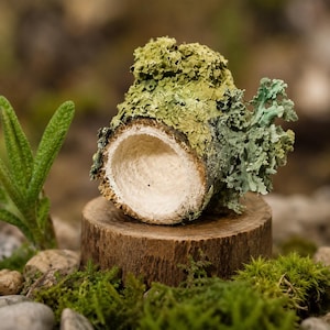 May include: A small, cylindrical piece of wood with a hollowed-out centre, covered in textured green and grey lichen. The object is positioned upright on a flat, circular wooden base, showcasing natural bark textures and a smooth, light-coloured interior.