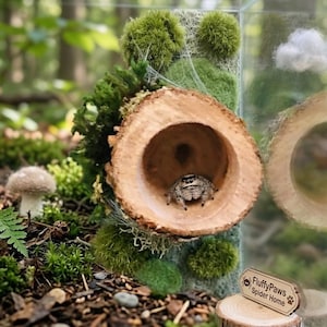 May include: A glass enclosure containing a small jumping spider inside a hollowed-out wooden log segment. The habitat features green moss, a small mushroom, and a wooden sign with the text FluffyPaws Spider Home, all arranged in a naturalistic setting.