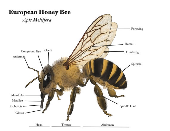 Отделы тела пчелы медоносной. Анатомия пчелы медоносной. Внешнее строение медоносной пчелы. Медоносная пчела APIS mellifera. Строение пчелы медоносной.