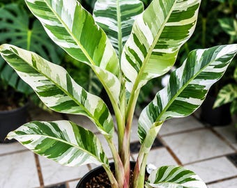 Musa Florida Variegated Ae Ae, planta de plátano hawaiana, rara planta tropical de interior y exterior.