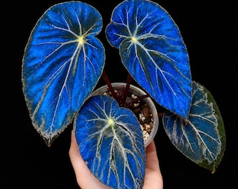 Begonia Pavonina Niebieska Iryzująca Begonia Pawia Rzadka Tropikalna Roślina Doniczkowa