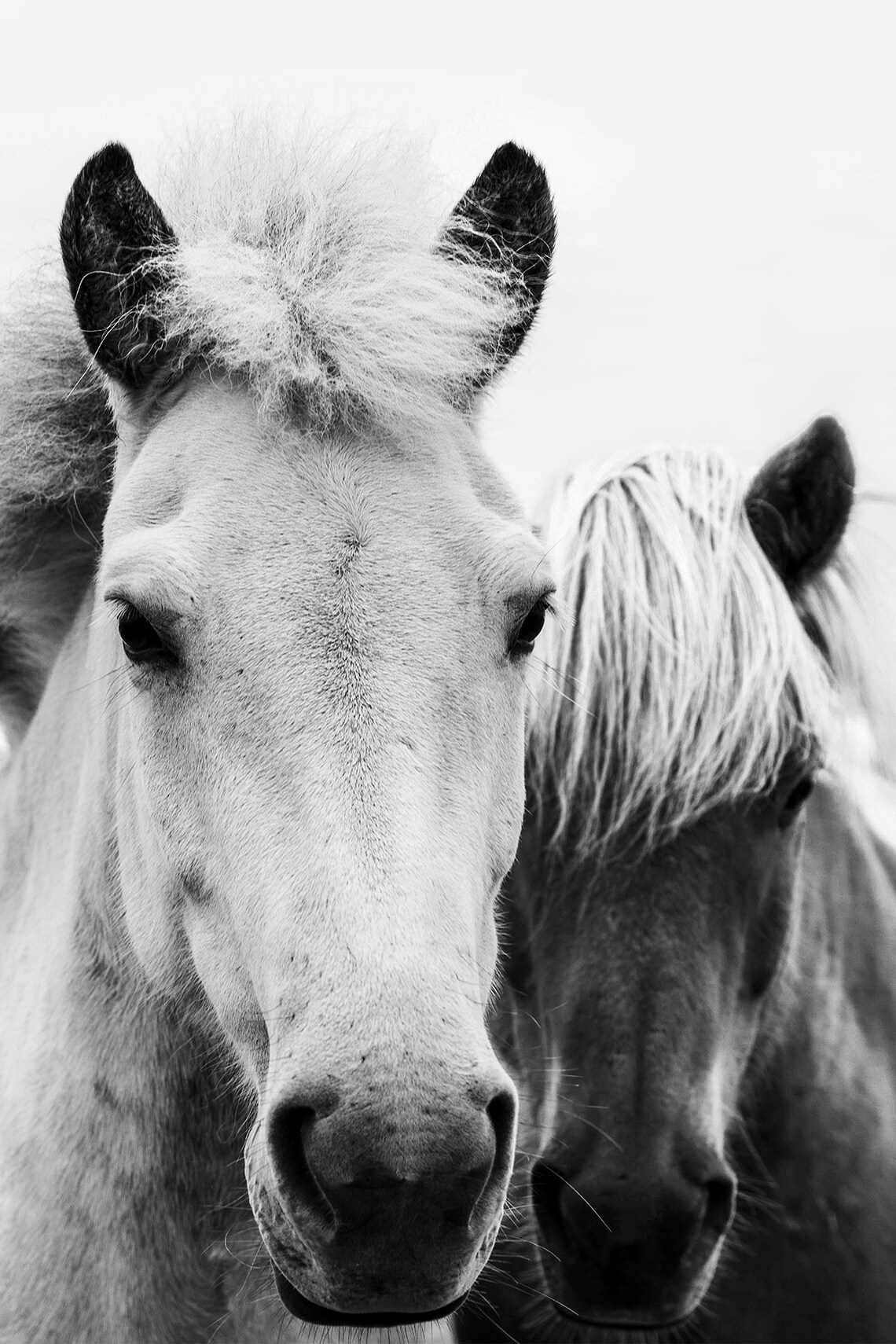 Black and White Horse Printable - Etsy Hong Kong