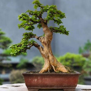 Puede incluir: Un bonsái con un tronco grueso, texturizado y de color marrón claro, con hojas de color verde vibrante y formado con alambre oscuro a lo largo de sus ramas. El árbol está plantado en una maceta rectangular de cerámica marrón mate.