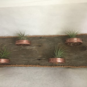Air Plant Holder