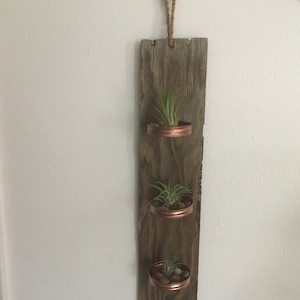 Air Plant Holder