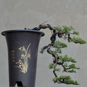 Peut inclure: Un bonsaï avec un tronc torsadé en cascade enveloppé de fil noir, doté de petites aiguilles vertes. L'arbre est planté dans un pot en plastique brun foncé et conique, orné d'une illustration florale dorée et de calligraphie chinoise.