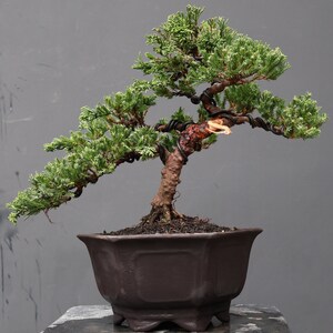 Op de afbeelding: Een jeneverbes bonsai met een getextureerde, roodbruine stam en dicht groen blad. De takken zijn gevormd met donker draad en strekken zich horizontaal uit vanaf de hoofdstam. De boom is geplant in een donkerbruine, zeshoekige keramische pot.