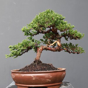 Könnte beinhalten: Ein kleiner immergrüner Bonsai mit dichtem grünem Laub und einem dicken, strukturierten braunen Stamm. Der Baum ist mit dunklem Draht an den Ästen geformt und in eine flache, ovale braune Keramikschale mit dunkler Erde gepflanzt.