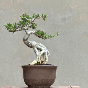 Peut inclure: Un bonsaï avec un tronc épais, texturé et clair, aux racines apparentes, planté dans un pot en céramique rond brun foncé. Les branches sont formées avec du fil d'argent et portent de petites feuilles vertes et de minuscules fleurs violettes.