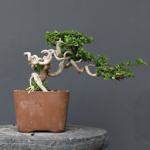 Peut inclure: Un bonsaï avec un tronc clair, torsadé et noueux, doté de petites feuilles vertes. L'arbre est planté dans un pot en céramique simple, rectangulaire et de couleur terre cuite. Les branches s'étendent horizontalement vers la droite.