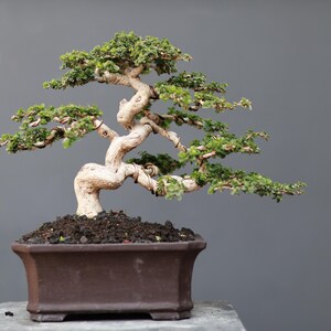Peut inclure: Un bonsaï avec un tronc torsadé de couleur claire et de multiples branches couvertes de petites feuilles vertes. L'arbre est maintenu par un fil de fer fin et brun, planté dans de la terre sombre dans un pot en céramique brun foncé.