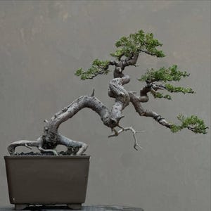 Peut inclure: Un bonsaï avec un tronc gris épais et noueux aux racines apparentes, planté dans un pot en céramique marron rectangulaire. L'arbre présente plusieurs branches s'étendant vers la droite, ornées de petits amas denses de feuillage vert.