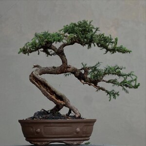 Peut inclure: Un bonsaï avec un tronc brun torsadé et texturé présentant une section creuse proéminente. L'arbre possède un feuillage dense en forme d'aiguilles vert foncé disposé en branches étagées. Il est planté dans un pot en céramique brun mat.