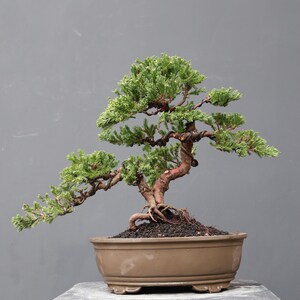 Könnte beinhalten: Ein Wacholder-Bonsai mit einem gedrehten, rotbraunen Stamm und dichtem, leuchtend grünem Laub. Der Baum ist mit dunklem Draht geformt und in eine flache, ovale, mattbraune Keramikschale gepflanzt, die mit dunkler Erde gefüllt ist.