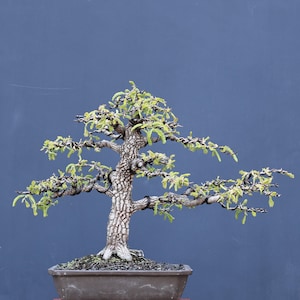 Puede incluir: Un bonsái con un tronco texturizado de color marrón claro y ramas oscuras y sinuosas envueltas en alambre negro. El árbol presenta pequeñas hojas de color verde brillante y está plantado en una maceta rectangular de cerámica gris oscuro.