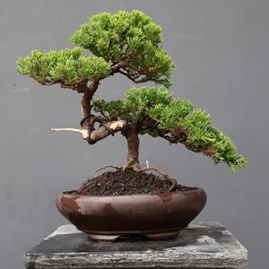 Op de afbeelding: Een kleine, gevormde jeneverbes bonsai met dicht, levendig groen blad en een getextureerde, bruine stam. De boom is voorzien van donker vormdraad langs de takken en staat in een gladde, ovaalvormige, donkerbruine keramische pot.
