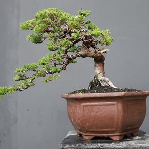 Peut inclure: Un bonsaï genévrier au feuillage vert vif et à l'écorce sombre et texturée, façonné avec du fil de fer brun le long de ses branches. L'arbre est planté dans un pot en céramique brun mat hexagonal, doté d'un large rebord et de petits pieds.